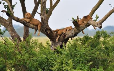 Tree Climbing Lions
 | Uganda