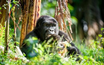  Bwindi Impenetrable Forest National Park | Uganda