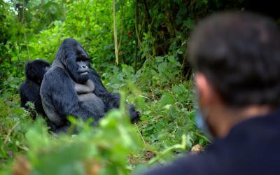  Bwindi Impenetrable Forest National Park | Uganda