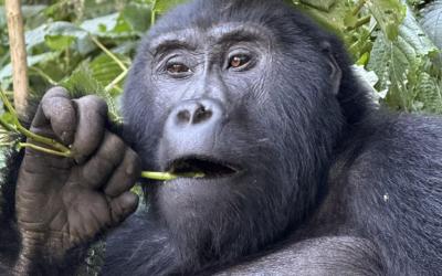  Bwindi Impenetrable Forest National Park | Uganda