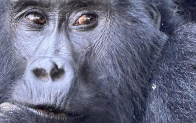  Bwindi Impenetrable Forest National Park | Uganda