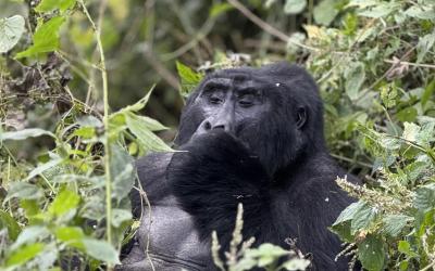  Bwindi Impenetrable Forest National Park | Uganda