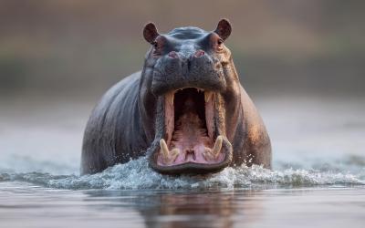 Lake Mburo | Uganda