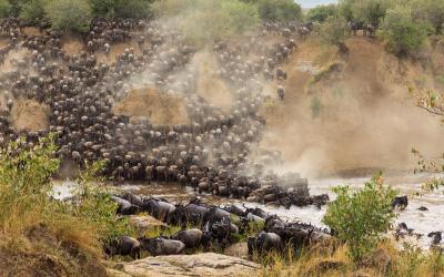 Migrace pakoní v Masai Mara NR | Keňa