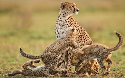 Masai Mara National Reserve | Keňa