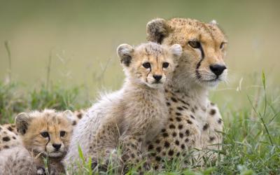 Masai Mara National Reserve | Keňa