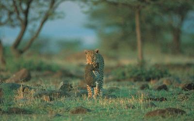 Masai Mara National Reserve | Keňa