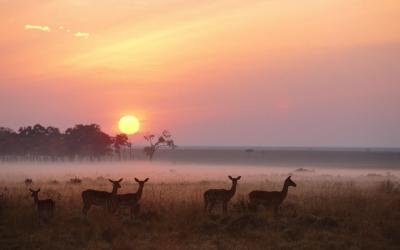 Masai Mara National Reserve | Keňa