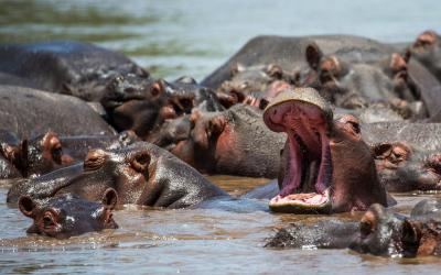 Serengeti National Park  | Tanzánie