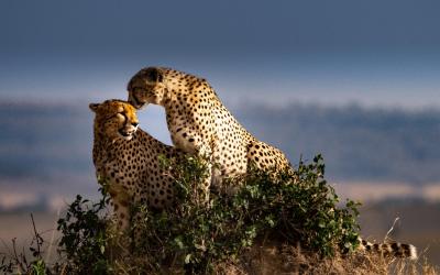 Serengeti National Park  | Tanzánie