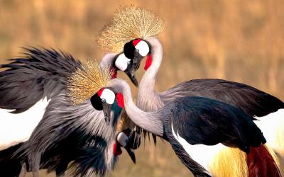 Masai Mara National Reserve | Keňa