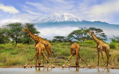 Amboseli National Park | Keňa
