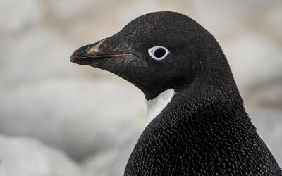  Tučňák kroužkový