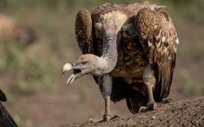 Ngorongoro Conservation Area | Tanzanie