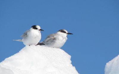 Rybák bělotemenný