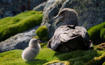 Chaluha jižní s mládětem