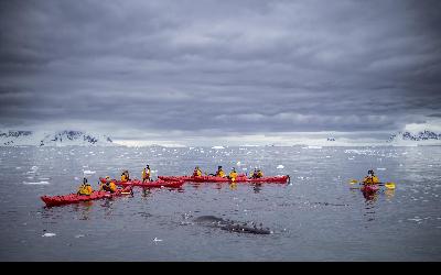 Kontakt s antarktickou faunou