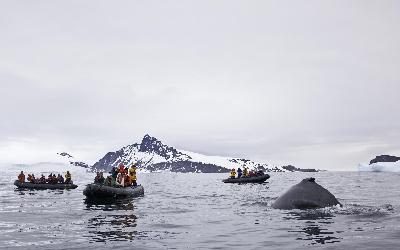 Kontakt s antarktickou faunou