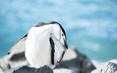 Tučňák uzdičkový