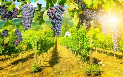 JAR | Vinice v oblasti Stellenbosch 