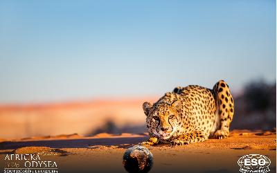 AfrickaOdysea2026_38