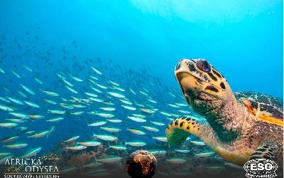 AfrickaOdysea2026_40