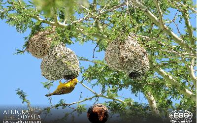 AfrickaOdysea2026_55