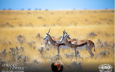 AfrickaOdysea2026_58