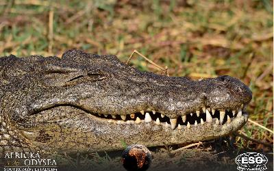 AfrickaOdysea2026_61