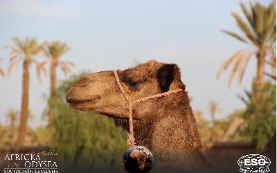 AfrickaOdysea2026_62