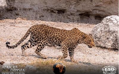 AfrickaOdysea2026_73