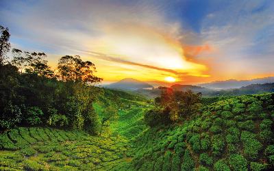 Cameron Highlands 2