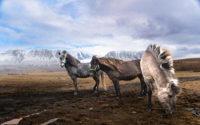 islandský kůň | Island