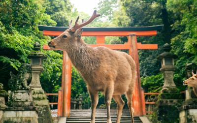 park Nara | Japonsko